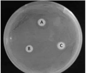 Fig. 1. Antibacterial activity of B. subtilis and B. licheniformis  strains. (A: Bacillus licheniformis SCD121067, B: Bacillus  subtilis (Daesang, Co
