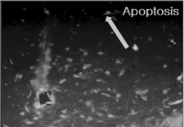 Fig. 24. PCNA,  findings  of  experimental  group  II,  8 weeks (×200).