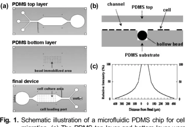 Fig. 1. Schematic illustration of a microfluidic PDMS chip for cell  migration. (a) The PDMS top layer and bottom layer were  combined each other to form PDMS cell migration chip