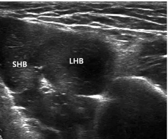 Fig. 11. Short axis image at the biceps muscle level