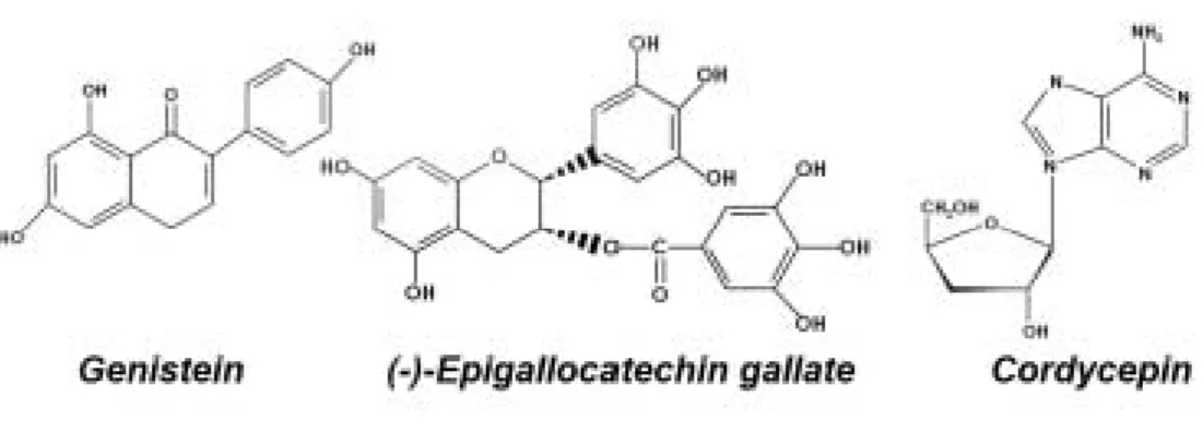 Fig. 2. Molecular structures of genistein, green tea catechins (EGCG), and cordycepin.