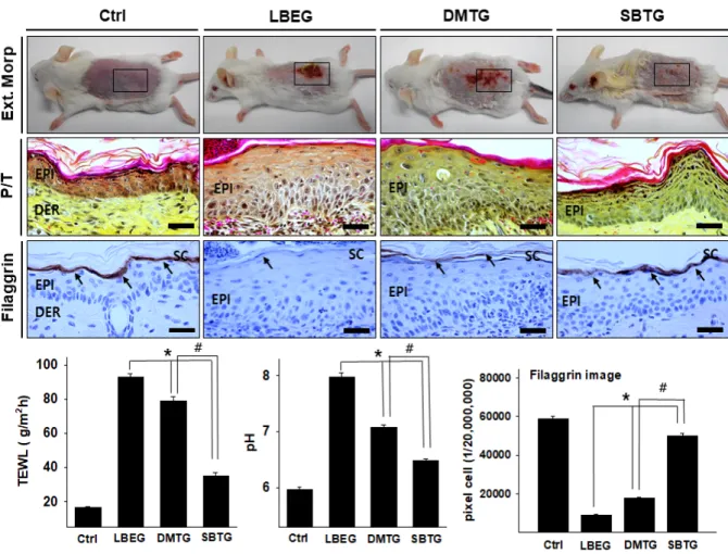 Figure 1. The alleviation effects on symptoms of lipid barrier elimination by SB.