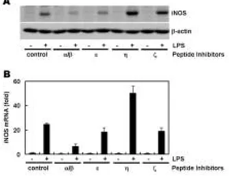Fig. 2. PKC-αspecific inhibitory peptide abolishes LPS-stimu- LPS-stimu-lated iNOS expression
