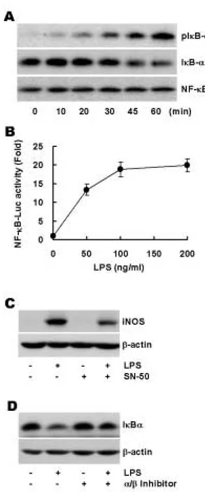 Fig. 4. LPS-induced iNOS expression depends on NF-κB acti- acti-vation in macrophages
