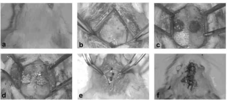 Fig. 1. Bone graft in rat calvarial bone defects using alloplastic materials.