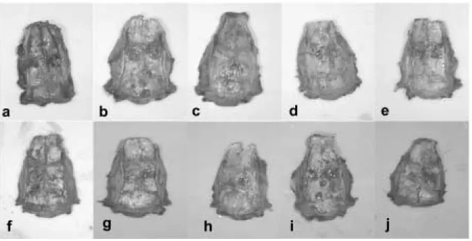 Fig. 4. Cranial vault appearance in 8 weeks.