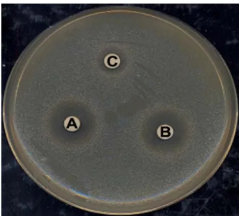 Table 2. Anti-Helicobactor pylori activity of fermented Xanthium  strumarium  L.  extract with Lactobacillus strains Sample Incubation time (days)