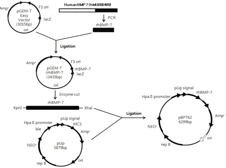 Fig. 1. Construction of an expression vector for rhBMP-7 gene.다 [8-10].  이들 중 재조합 DNA  기술에 의해 포유류 세포 (CHO cell)로부터 얻어지는 rhBMP-2와 rhBMP-7의 골 유도능이 가장 우수하다고 보고되어 이를 이용한 연구가 많이 이루어졌으며,  현재까지도 주로 생산되어 연구재료로 사용되고  있다