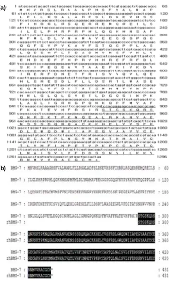Fig. 3. Human BMP-7 cDNA nucleotide and deduced amino acid  sequences. (a) The cDNA coding for amino acids 293-431  (underline) of the mature part of BMP-7 plus an N-terminal  Met extension was amplified by PCR