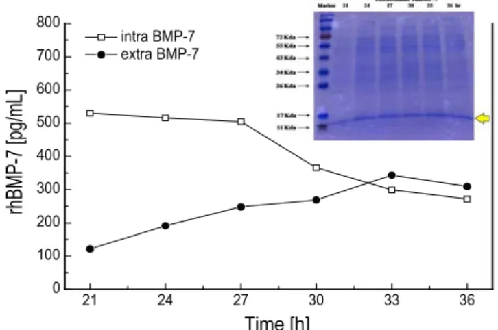 Fig. 6. Fraction of sample for purification of extracellular rhBMP-7  by FPLC system. rhBMP-7의  정제와  생물학적  활성     생물반응기를 이용한 배양에서 생산된 세포외 rhBMP-7과  세포내 rhBMP-7은 ÄKTA FPLC 시스템을 이용하여 정제 하였다