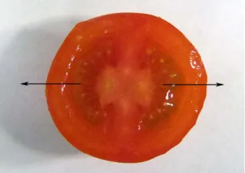 Fig. 1. Photograph of cross section of cherry tomato. Arrows  indicate the locular fluid.