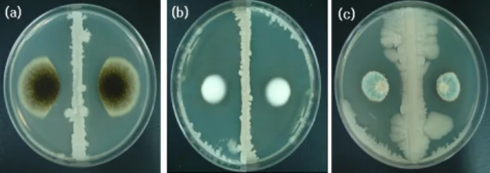 Fig. 2. Antagonistic effect of Bacillus sp. BCNU 2002 on the  growth of (a) B. subtilis, (b) M