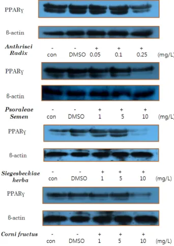 Fig. 3. Suppressing effect of PPARγ and SREBP-1 (Sterol regulatory  element binding protein-1) with different concentration of  4 RSNPs with adding RSNPs after differentiation.