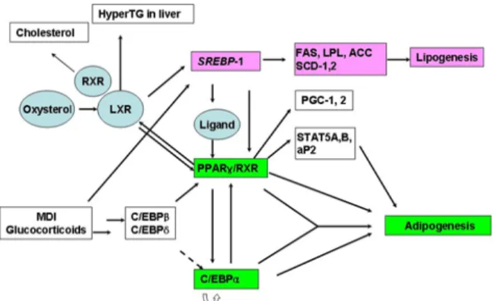 Fig. 4. Regulation of adipogenesis and lipogenesis with  various factors.
