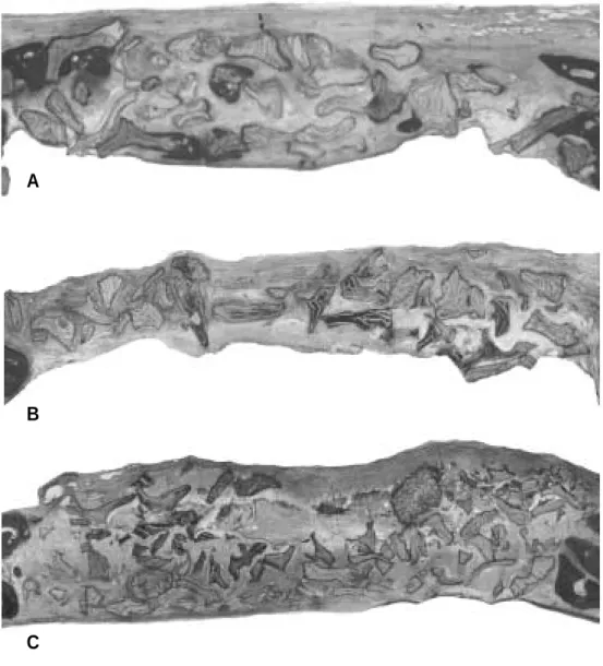 Fig. 3. Photomicrograph illustrating grafting area 4 weeks after surgery. 