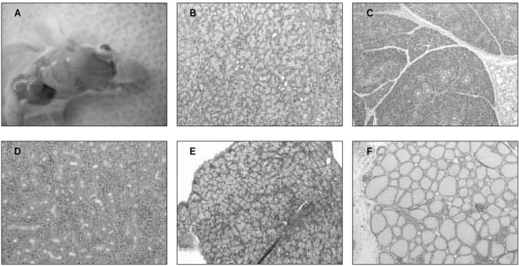 Fig. 1. Glandular structures in the head and neck area of nude mice.