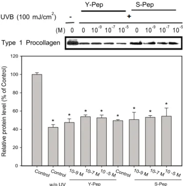 Fig. 1과 Table 1의 결과로부터 셀레늄만을 인간 피부 섬유 아세포 처리 시에는 10 -9  M의 농도에서 UVB  조사 시 세포 가 대부분 사멸하였으므로 효모 펩타이드보다 셀레늄 펩타 이드가 인간 피부 섬유아세포의 분화를 촉진시키는 것으로  사료된다