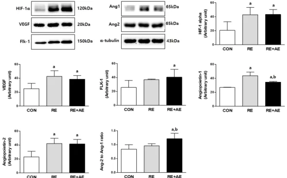 Fig.  1.  Differences  of  protein  expression  related  with  angiogenesis  in  type  I  muscle  in  different  exercise  training  mode