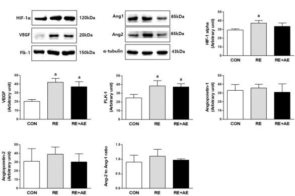 Fig.  2.  Differences  of  protein  expression  related  with  angiogenesis  in  type  II  muscle  in  different  exercise  training  mode.