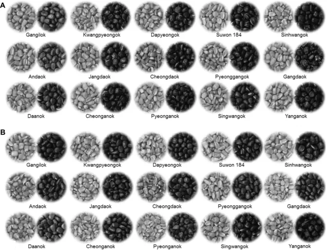 Fig. 1. The photograph of roasted maize tea using maize sown on 5th April (A) and 5th July (B) with variety