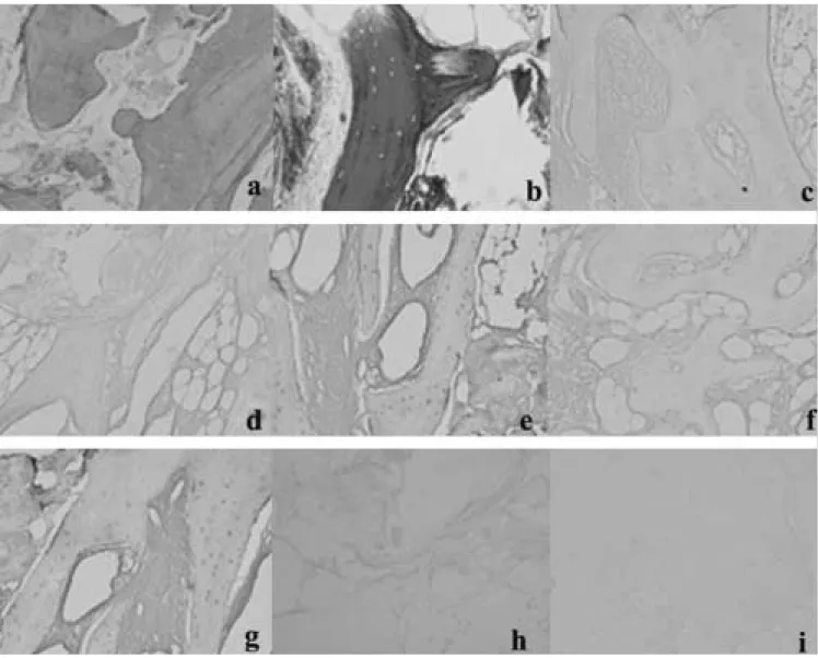 Fig. 4.  Histologic assessement of mixed bone graft group (magnification, ×200).
