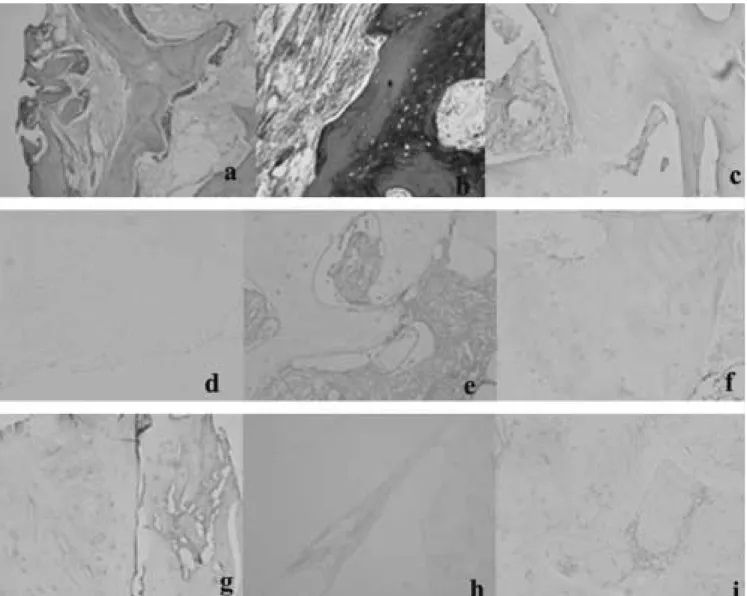 Fig. 5.  Histologic assessement of ADO group (magnification, ×200).