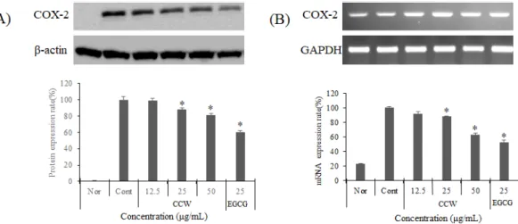 Fig.  6.  Expressions  of  COX-2  evaluated  by  protein  level(A)  and  mRNA  level(B)  in  TNF-α/IFN- TNF-α/IFN-γ-induced  HaCaT  cells  after  CCW  treatment