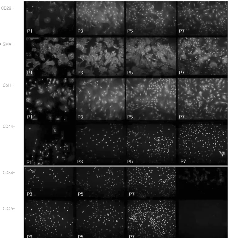 Fig. 2. Expression of cell surface markers in serial cell cultures (passage 1, 3, 5, 7).