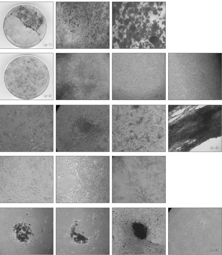 Fig. 3. In vitro differentiation of rat bone marrow derived mesenchymal stem cells (30 days).