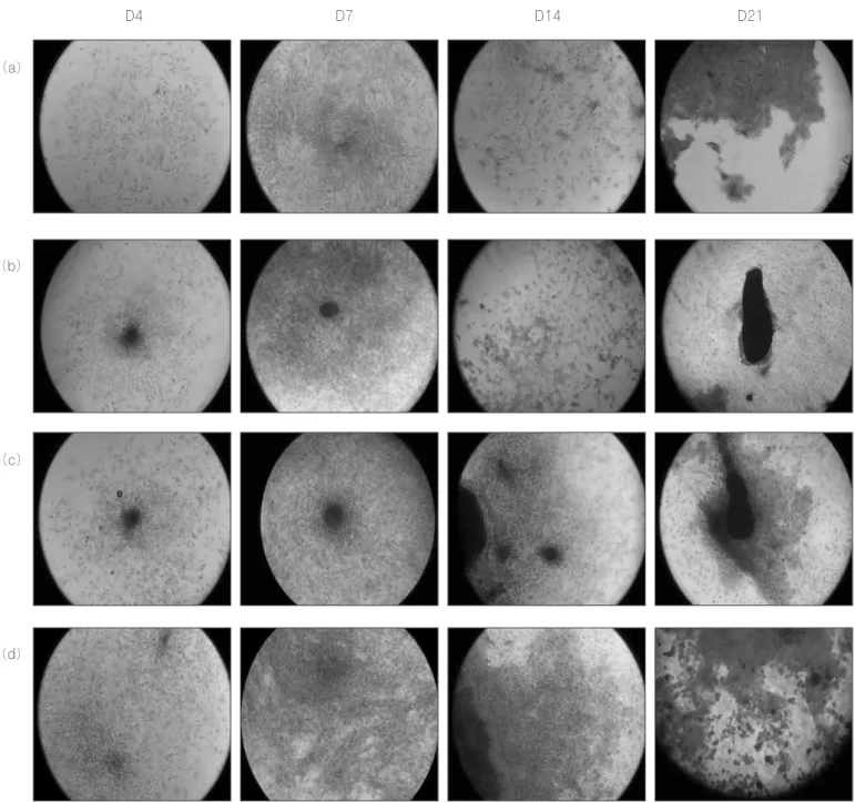 Fig. 6. Alizarin red Staining for in vitro mineralization. (n=6) (a) Control (BMSC),  (b) Group I (BMSC+2.5 ng/ml bFGF),  (c) Group II (BMSC+25 ng/ml PDGF-BB),  (d) Group III (BMSC+2.5 ng/ml bFGF+ 25 ng/ml PDGF-BB)D4D7 D14 D21(a)(b)(c)(d)