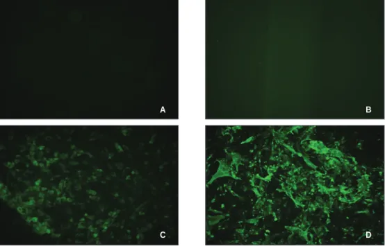 Fig. 1. Immunofluorescent    staining  of  hematopoetic  and  mesenchymal  stem  cell  markers expression in buccal fat pad driven stem cell (×100)
