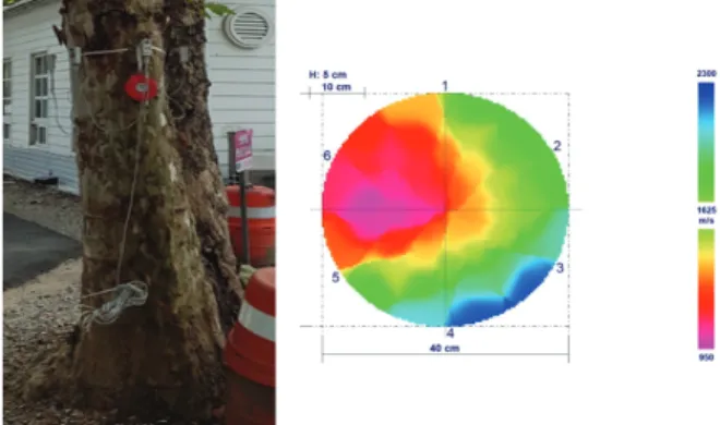 Fig.  1.  Acquisition  of  Tree  Tomography  Images.