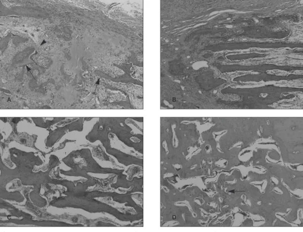 Fig. 2. Hematoxylin and eosin stained section (original magnification ×40). 