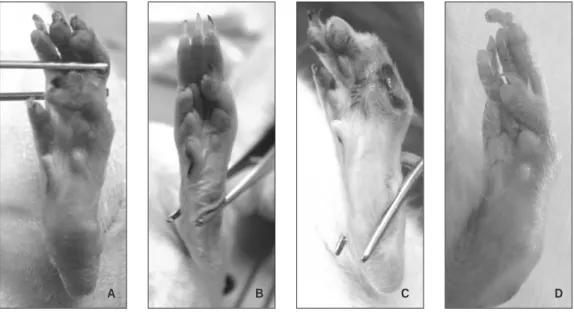 Fig. 8. Gross evaluation of auto-mutilation after 12 weeks.
