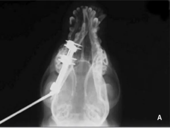Fig. 4. Representative radiographs of experimental and control groups at the end of 2 weeks, 4 weeks, and 8 weeks of the consolidation period