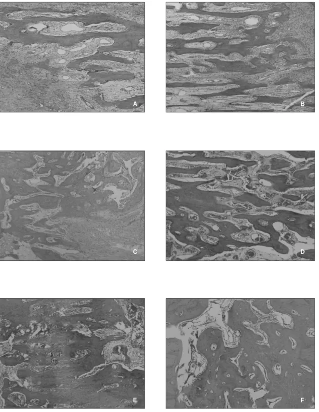 Fig. 5. Histological appearance of hematoxylin-eosin stain in the distraction site.