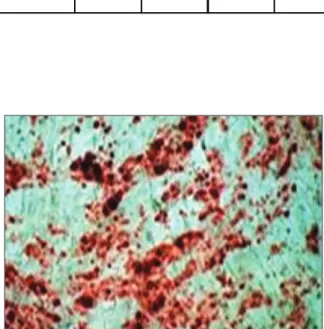 Fig. 5. Adipose Tissue Stromal Cells(contrast) ATSCs prior to stem cell differentiation can be seen