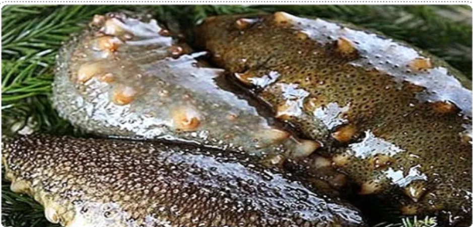 Fig.  1.  Test  material  black  sea  cucumber.
