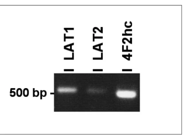 Fig. 2. Western  blot  analysis  of  LAT1,  LAT2  and 4F2hc  in  Saos2  human  osteogenic  sarcoma  cells.
