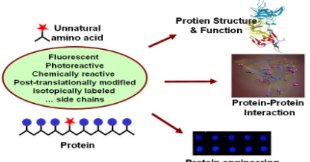 Figure  1.  Application  of  proteins  carrying  unnatural  amino  acids  containing  novel  functional  group.