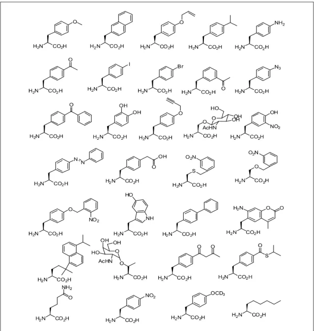Figure  6.  Some  sturucture  of  unnatural  amino  acids  that  have  been  added  to  the  genetic  code  of  E
