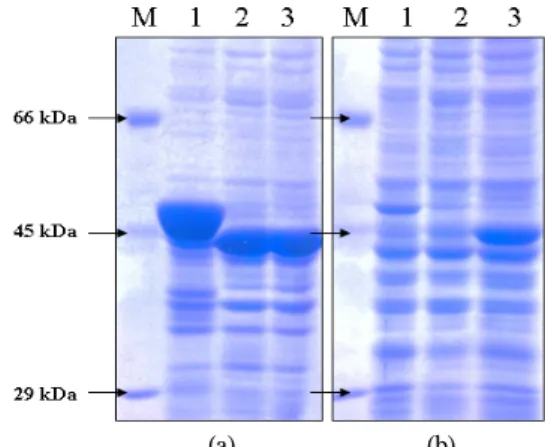 Figure  1.  SDS-PAGE  analysis  of  the  recombinant  E.  coli  containing  R.  glutinis  epoxide  hydrolase  gene