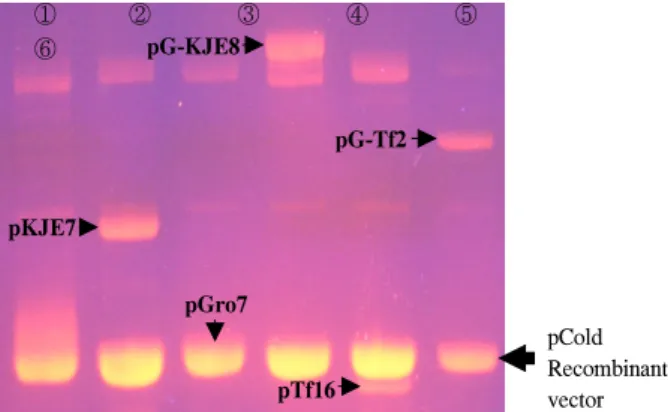 Figure  1.  Gel  electrophoresis  of  recombinant  pCold  plasmid  containing  Cal  B  (1%  agarose  gel).