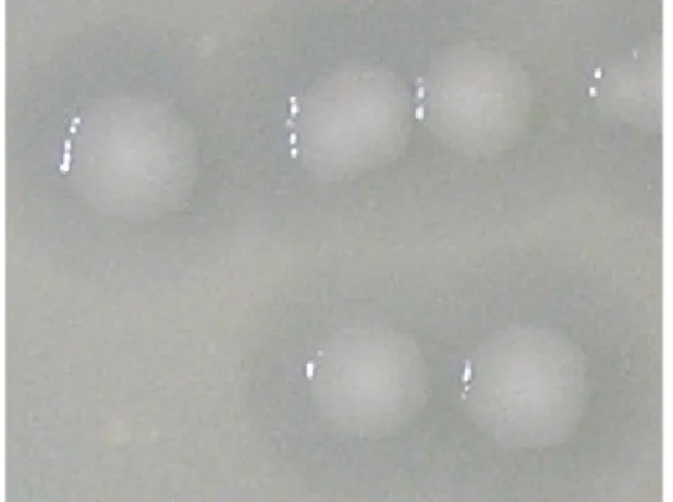 Figure  5.  SDS-PAGE  analysis  results  of  Rosettagami  having  the  recombinant  pCold  plasmid  and  pGro7  (T:  total,  S:  soluble,  I:  insoluble).