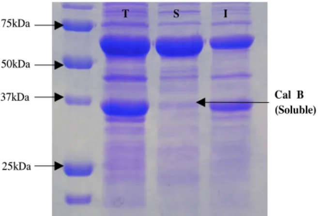 Figure  7.  SDS-PAGE  analysis  results  of  E.  coli  DH5 α  having  the  recombinant  pCold  plasmid  and  pGro7  (T:  total,  S:  soluble,  I:  insoluble).
