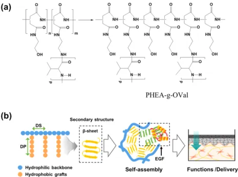 Fig.  1.  (a)  Molecular  structure  of  poly(2-hydroxyethyl  aspartamide)  grafted  with  poly  L-valine  (PHEA-g-Oval)
