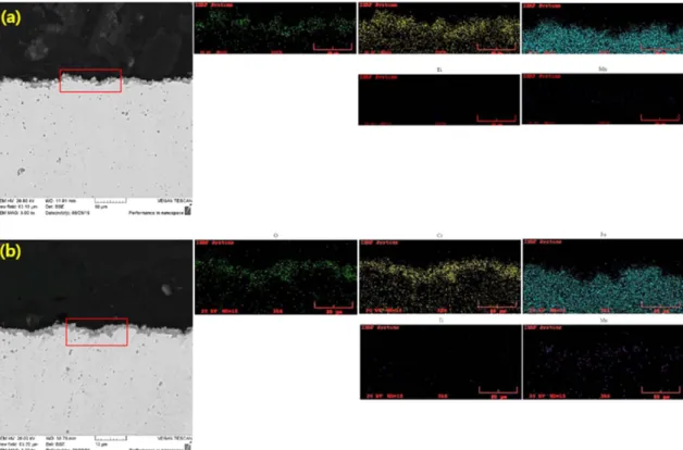 Fig. 9. SEM images of cross-sections of Fe-14Cr ferritic ODS steels after oxidation at 1000 o C; (a) as-extruded and (b) heat- heat-treated specimens.