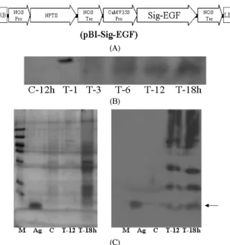 Figure  1.  Epidermal  growth  factor  vector  DNA  construct  and  its  expression  in  pollen  culture