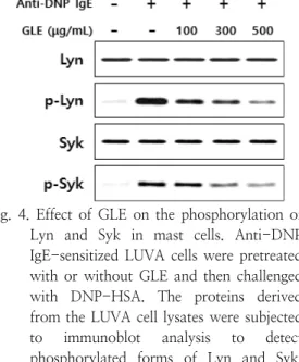 Fig.  4.  Effect  of  GLE  on  the  phosphorylation  of  Lyn  and  Syk  in  mast  cells