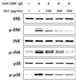 Fig.  5.  Effect  of  GLE  on  the  phosphorylation  of  MAP  kinases  in  mast  cells
